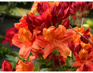 Azalea Knap-Hill Glowing Embers