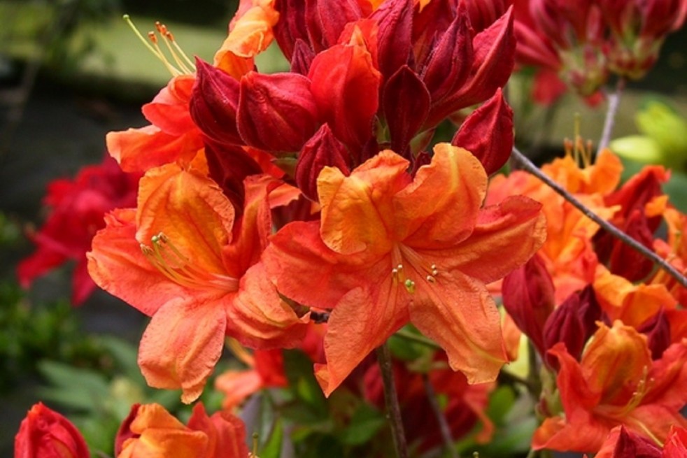 Azalea Knap-Hill Glowing Embers Azalea Knap-Hill Glowing Embers