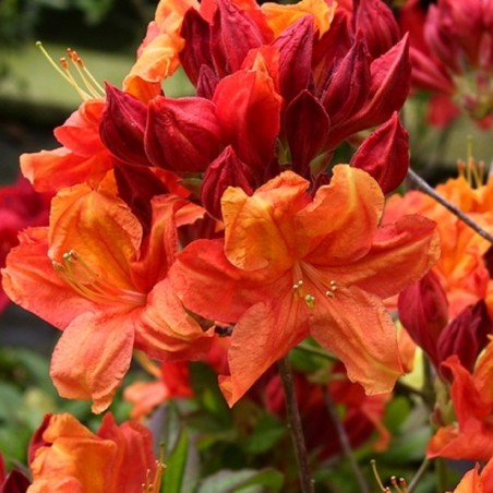 Azalea Knap-Hill Glowing Embers