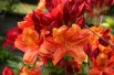 Azalea Knap-Hill Glowing Embers