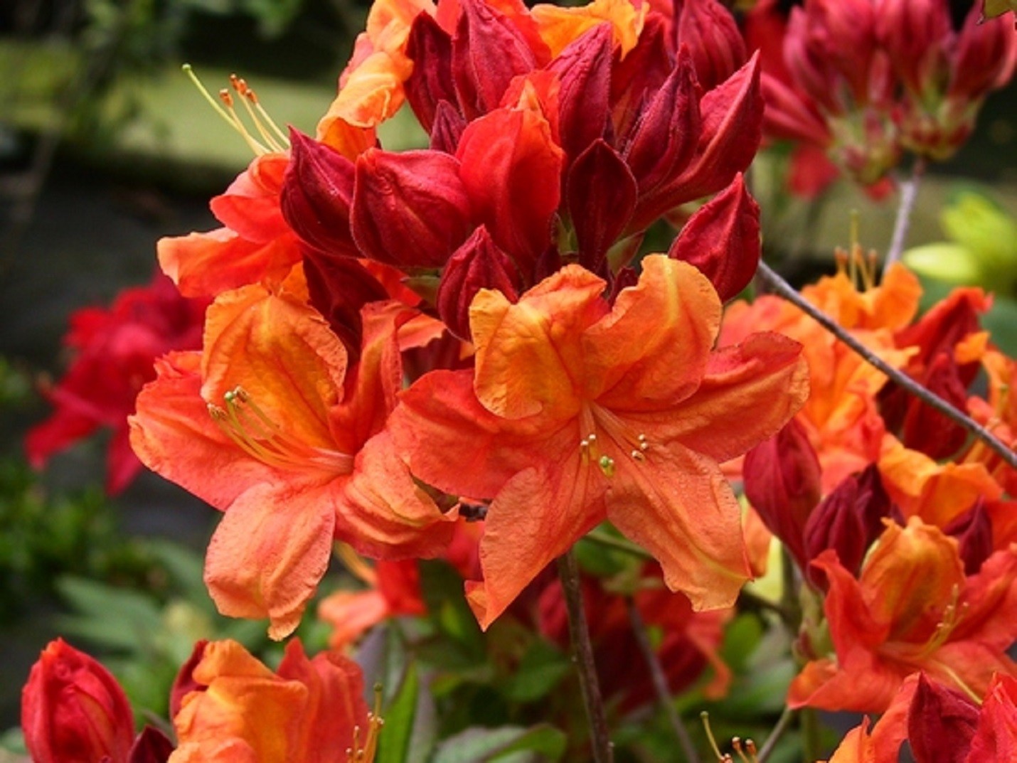 Chinese Azalea Glowing Embers