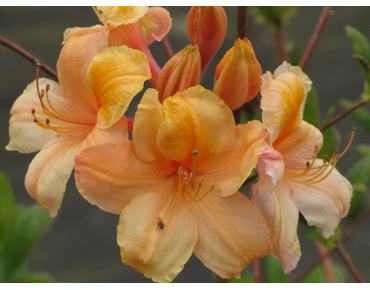 Azalée de Chine Don Quixote  - Azalea Knap-Hill Don Quixote