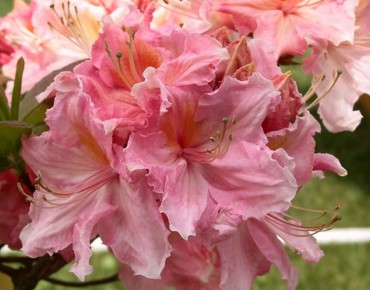 Chinese Azalea Strawberry Ice