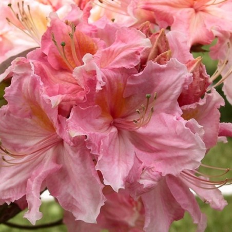 Azalée de Chine Strawberry Ice - Azalea Knap-Hill Strawberry ice