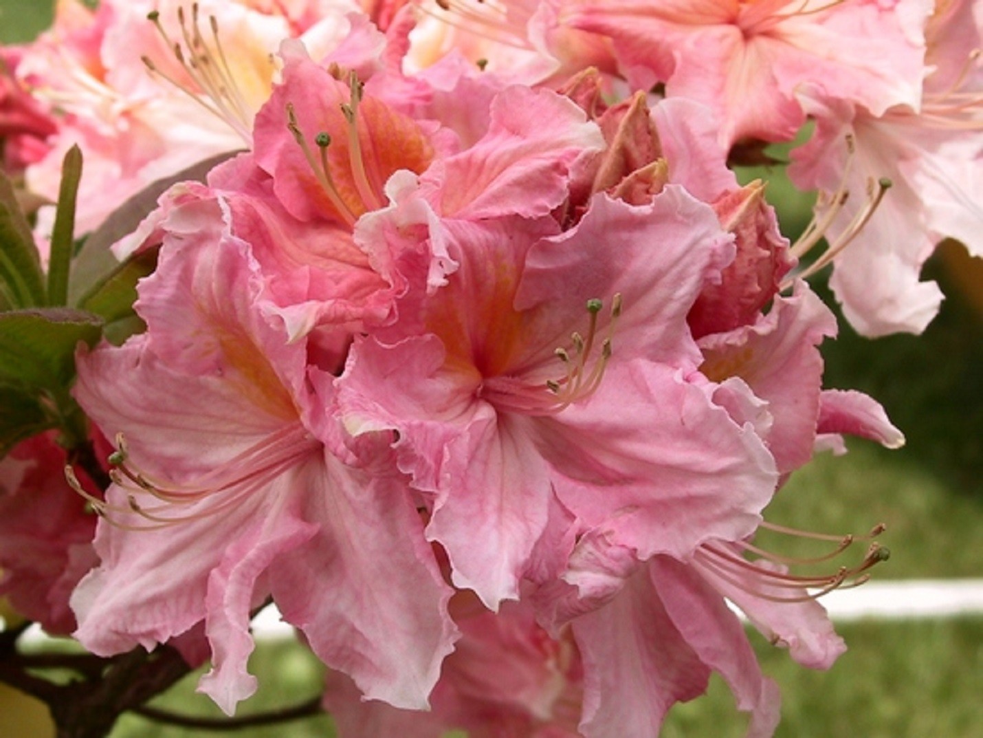 Chinese Azalea Strawberry Ice