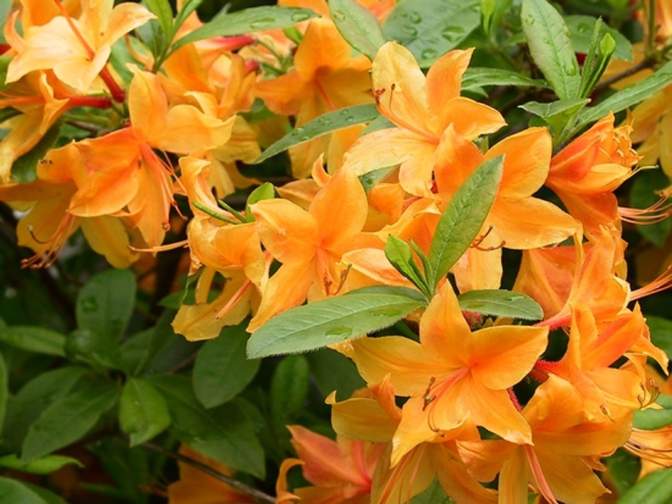 Chinese Azalea Apricot surprise