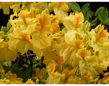 Chinese Azalea Chetco - Azalea Mollis Chetco