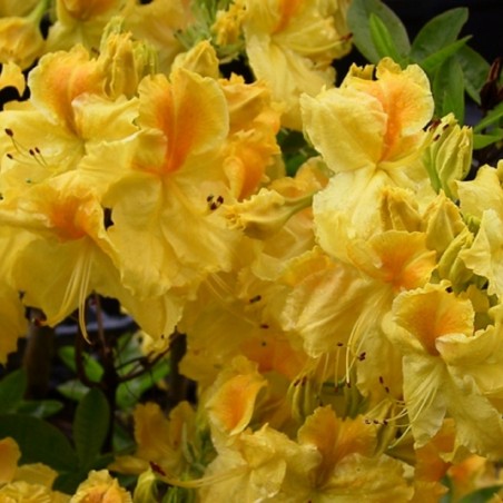 Azalée de Chine Chetco - Azalea Mollis Chetco
