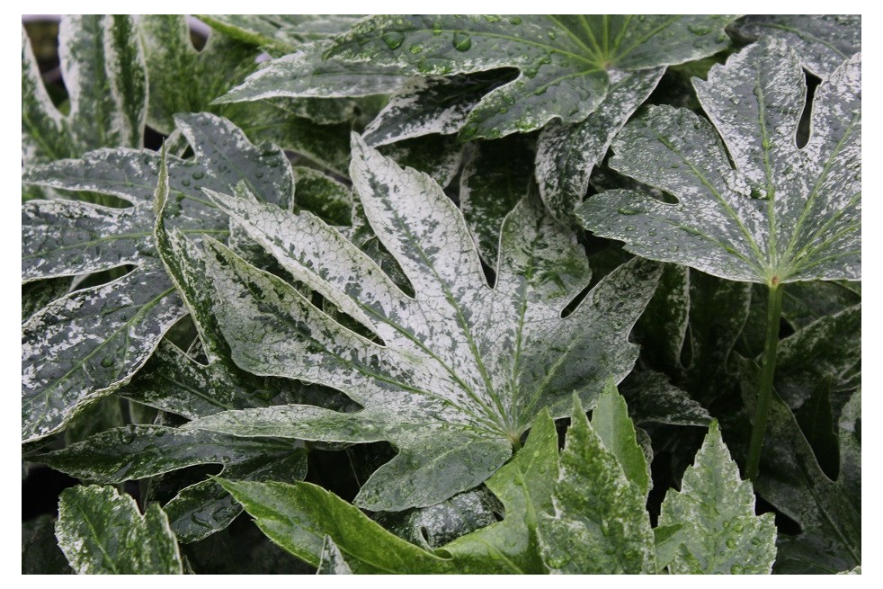 Fatsia japonica Spider's web Jardins du Monde.be