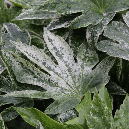 Fatsia japonica Spider's web Jardins du Monde.be