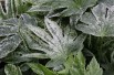 Fatsia japonica Spider's web Jardins du Monde.be