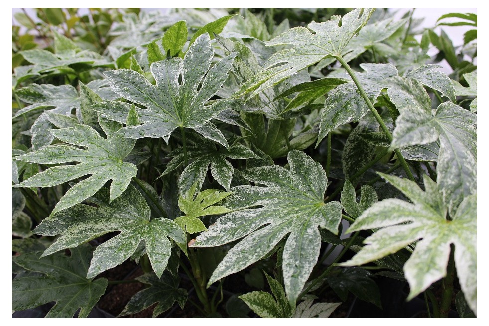 Fatsia japonica Spider's web Jardins du Monde.be