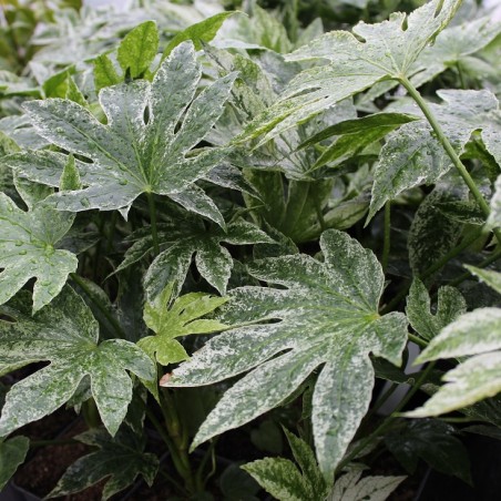 Fatsia japonica Spider's web Jardins du Monde.be