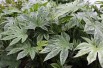 Fatsia japonica Spider's web Jardins du Monde.be