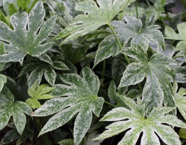 Fatsia japonica Spider's web Jardins du Monde.be