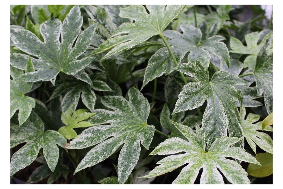 Fatsia japonica Spider's web Jardins du Monde.be