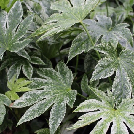 Fatsia japonica Spider's web Jardins du Monde.be