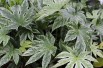 Fatsia japonica Spider's web Jardins du Monde.be