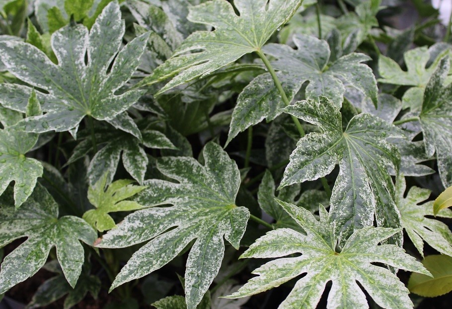 Japanese aralia Spider's web