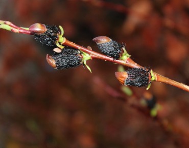 Salix gracilistyla Melanostachys-Jardins du Monde.be