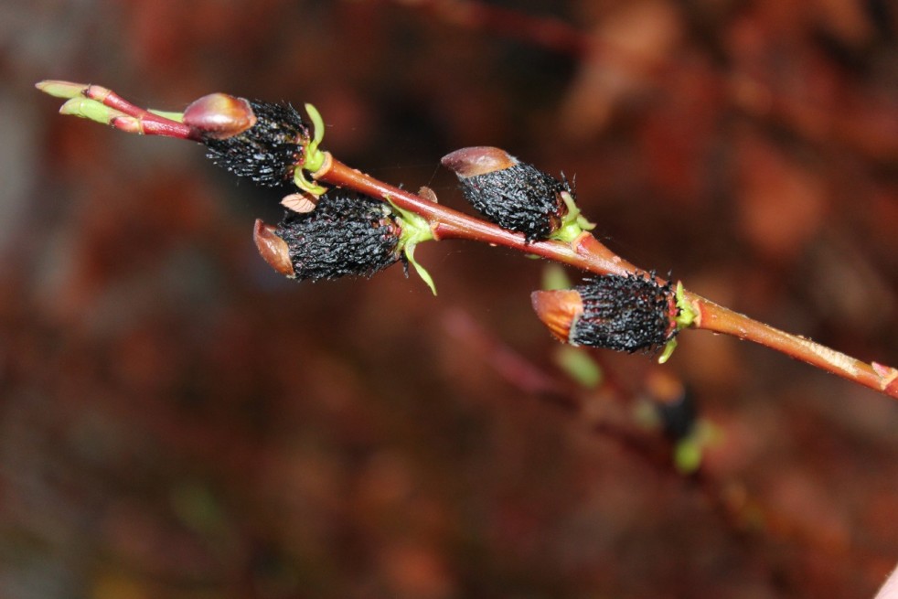 Salix gracilistyla Melanostachys-Jardins du Monde.be