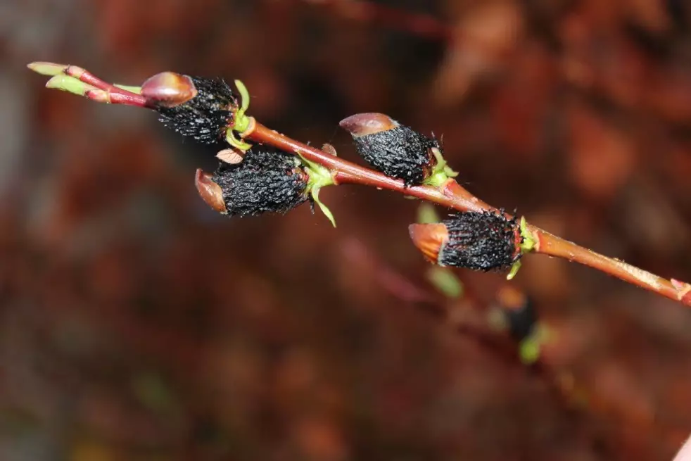 Salix gracilistyla Melanostachys-Jardins du Monde.be