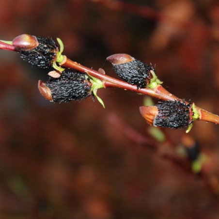 Salix gracilistyla Melanostachys-Jardins du Monde.be