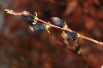 Salix gracilistyla Melanostachys-Jardins du Monde.be Salix gracilistyla Melanostachys-Jardins du Monde.be