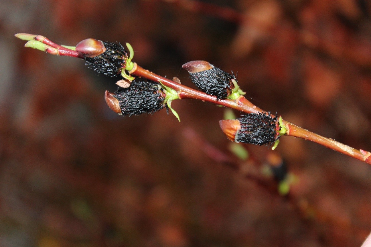 Black pussywillow