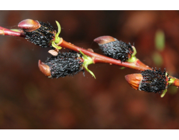 Salix gracilistyla Melanostachys-Jardins du Monde.be