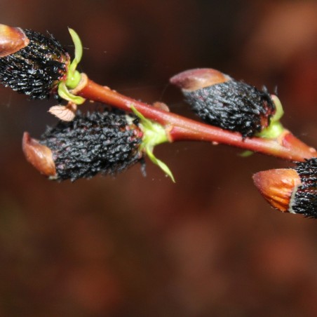 Salix gracilistyla Melanostachys-Jardins du Monde.be
