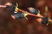 Salix gracilistyla Melanostachys-Jardins du Monde.be Salix gracilistyla Melanostachys-Jardins du Monde.be