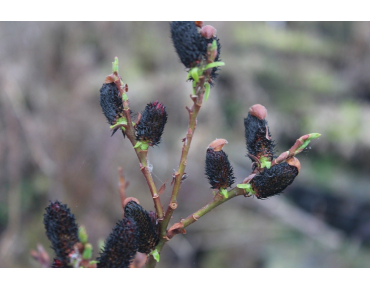 Salix gracilistyla Melanostachys-Jardins du Monde.be