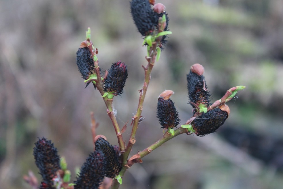 Salix gracilistyla Melanostachys-Jardins du Monde.be