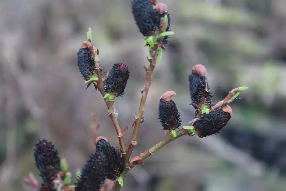 Salix gracilistyla Melanostachys-Jardins du Monde.be