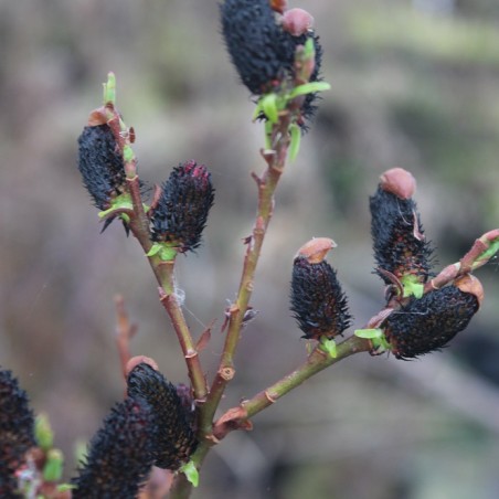 Salix gracilistyla Melanostachys-Jardins du Monde.be