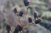Salix gracilistyla Melanostachys-Jardins du Monde.be