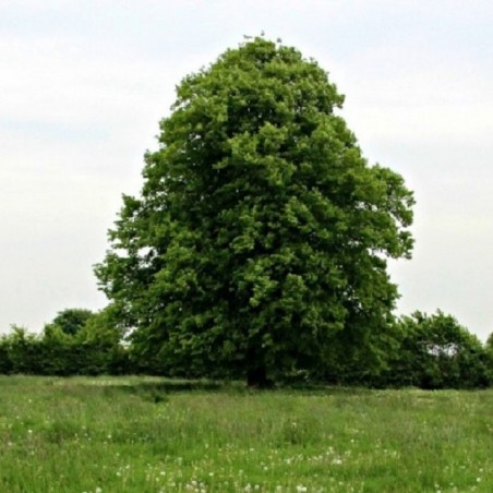 Rotbuche - Fagus Sylvatica