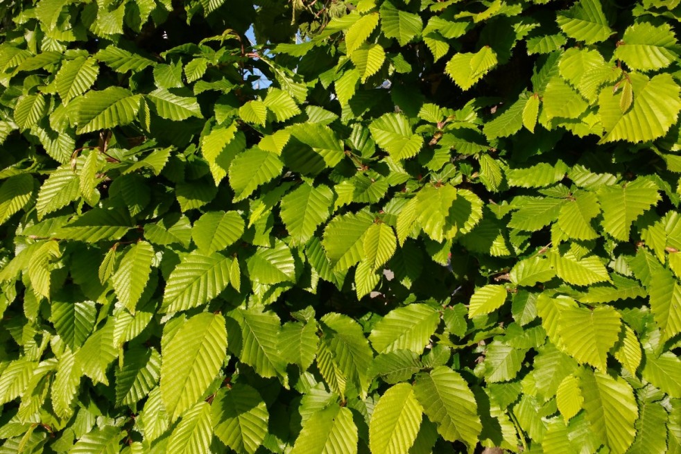 Fagus Sylvatica