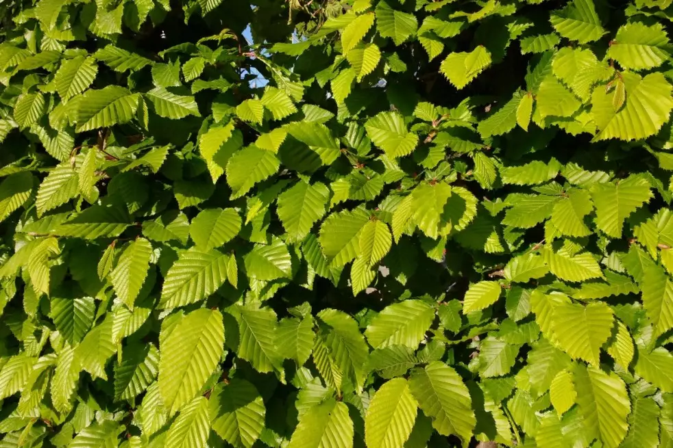 Fagus Sylvatica
