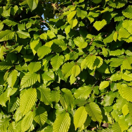 Fagus Sylvatica