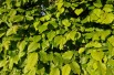 Fagus Sylvatica