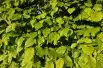 Fagus Sylvatica