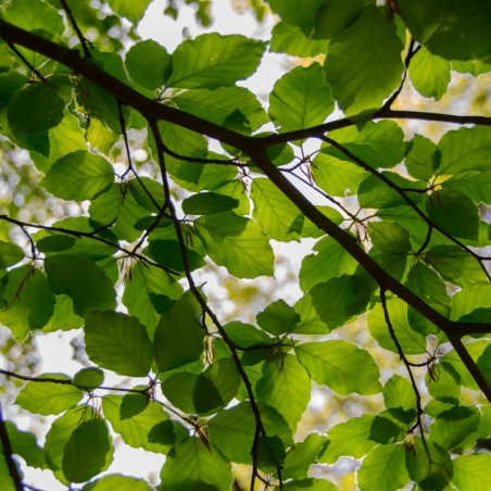 Beuk - Fagus Sylvatica