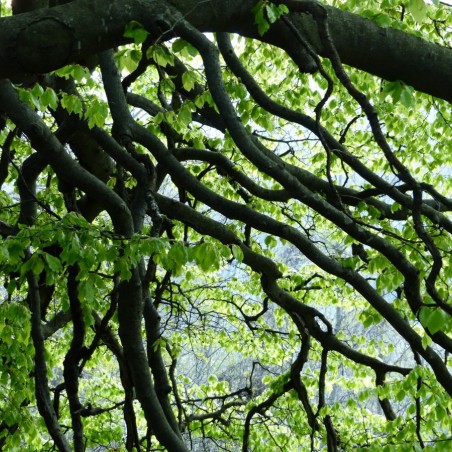 European beech - Fagus Sylvatica