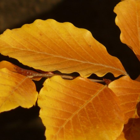 Hêtre commun - Fagus Sylvatica