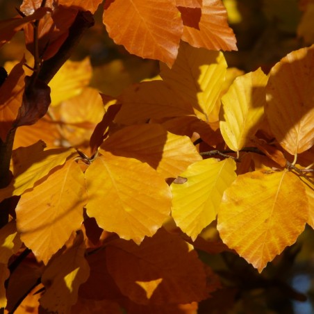 Rotbuche - Fagus Sylvatica