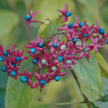 Arbre du clergé - Clérodendron Trichotomum