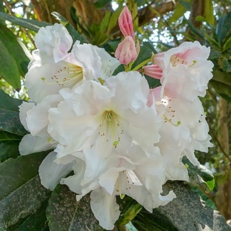 Daderot, CC0, via Wikimedia Commons