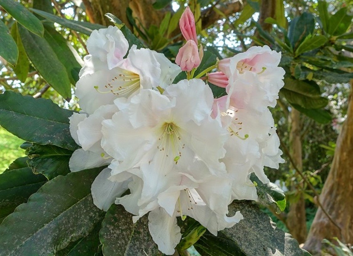 Rhododendron Angelo